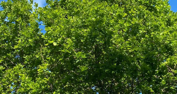 Sustainability-our-strategy